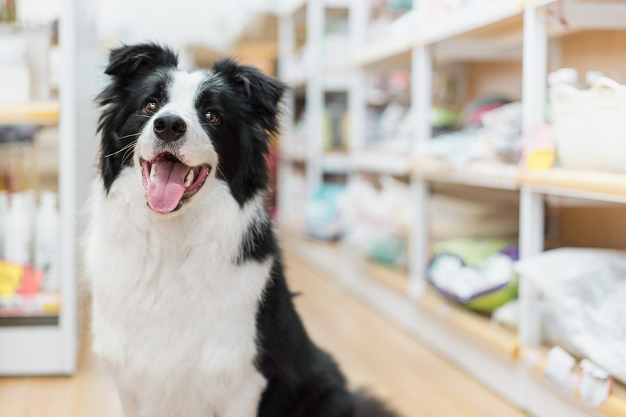 Pet-Business-Insurance-Happy-Dog-in-Pet-Store-with-Dog-Food-Blurred-in-the-Background